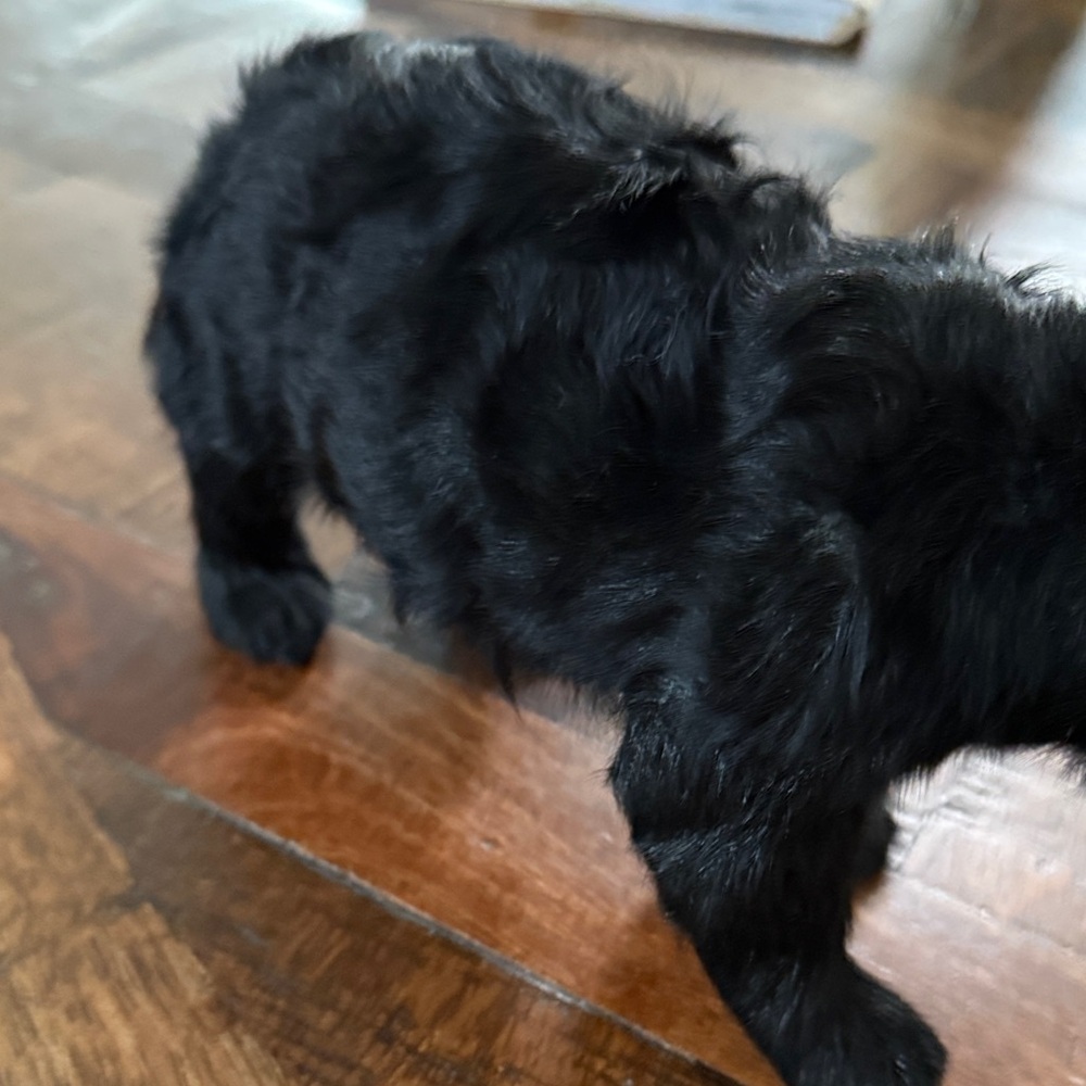 Vintage black bear real fur - Picture 6 of 7